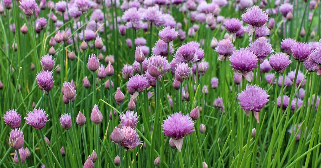 3 Steps In Which You Can Grow Chives In Your Garden
