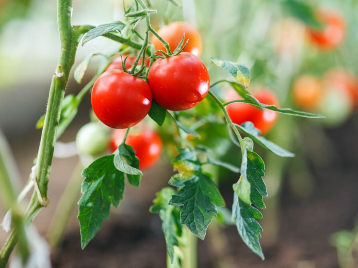 What should you Know About Tomato Plant Varieties!